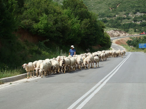 Schafherde auf dem Weg nach Perdika