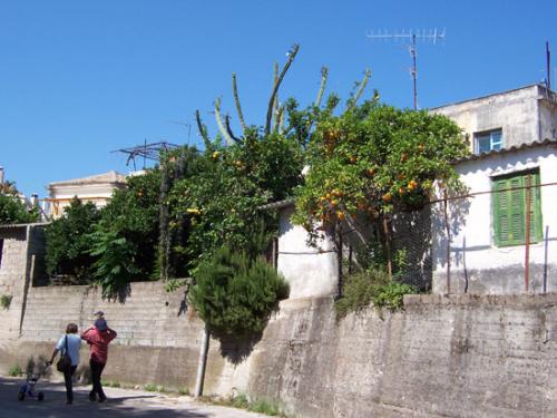 Kleine Seitengasse mit Riesenkaktus