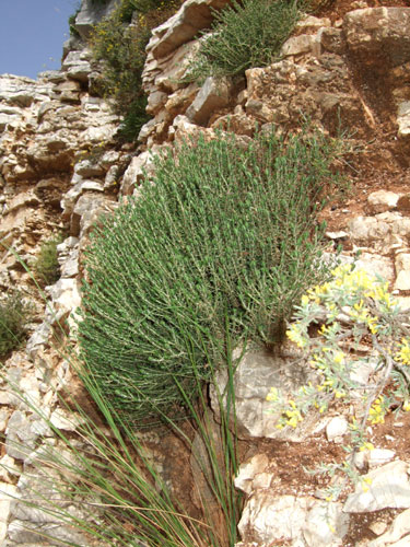 Überall auf dem Epirus zu finden: Wild wachsender Oregano (Griechisch: Regani)