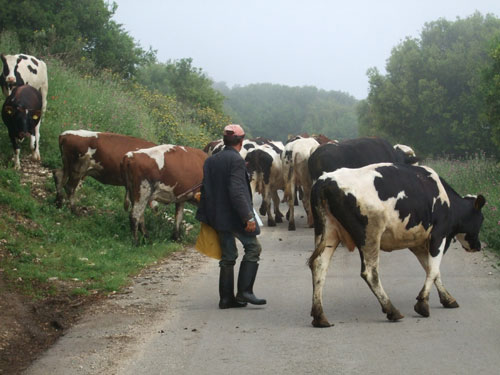 Viehtrieb im Morgengrauen