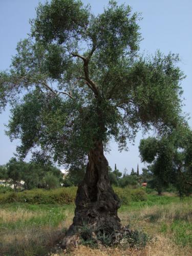 Einer der tausenden uralten Olivenbäume dieser ionischen Insel