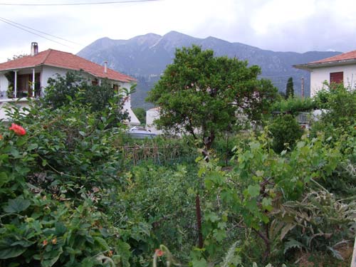 Wild wucherndes Grün in einem Garten von Nidri