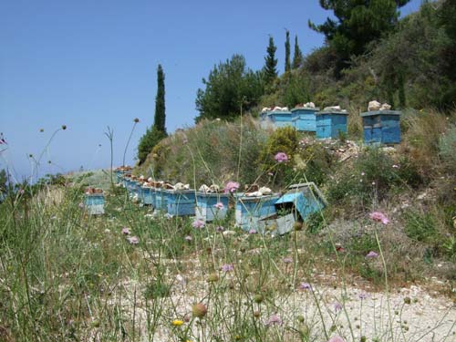 Bienenvölker auf der ionischen Insel Lefkada