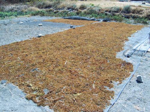 Distrikt Heraklion - Trauben zu Rosinen.