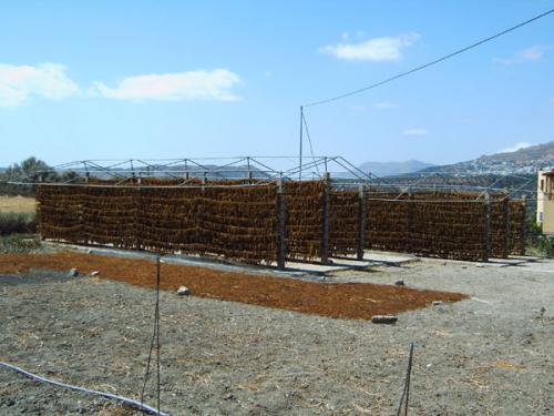 Distrikt Heraklion - Trauben zu Rosinen.