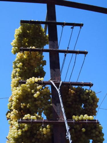 Distrikt Heraklion - Trauben zu Rosinen.