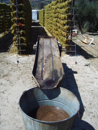 Distrikt Heraklion - Trauben zu Rosinen.