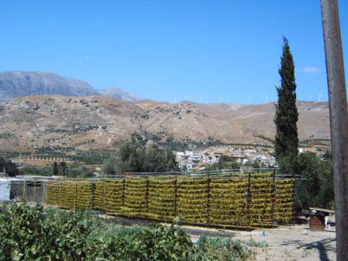 Distrikt Heraklion - Trauben zu Rosinen.