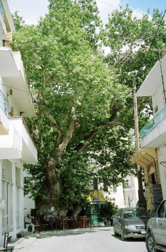 Distrikt Heraklion - Platane von Ano Viannos.