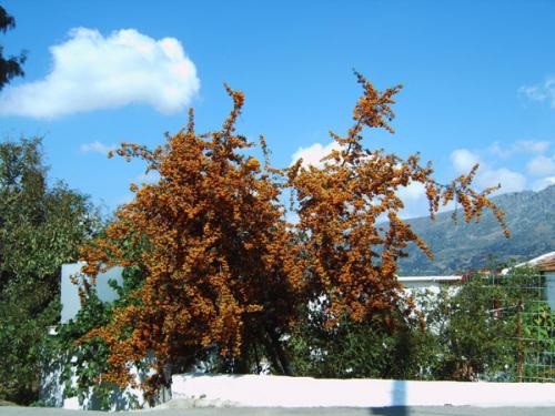Distrikt Rethymnon - Feuerdorn in Armari.