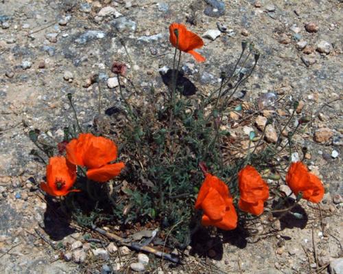 Messara und Umgebung - Mohnblumen bei Festos.