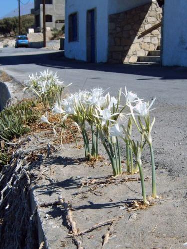 Messara und Umgebung - Avra-Strandnarzissen.