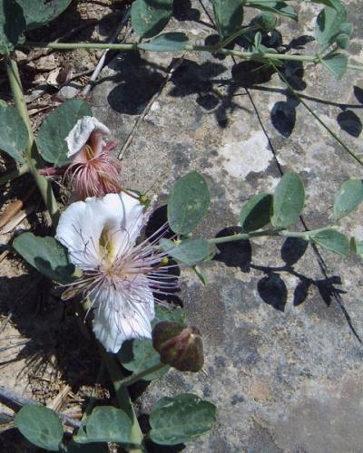 Messara und Umgebung - Rankepflanzen bei Agia Triada.