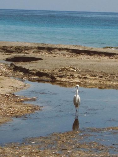 Sfakia - Seidenreiher.