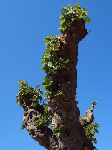 Maulbeerbaumast im März.