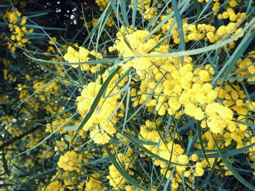 Mimose - Traum in gelb.
