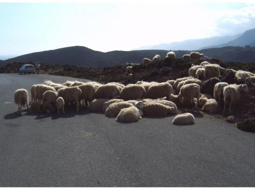 Kleine Straßenblockade zwischen Rodakino und Argoules.