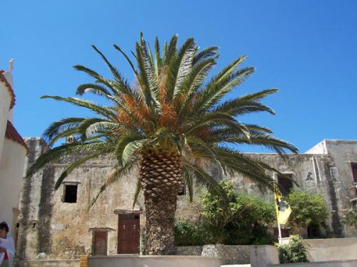 Moni Preveli.