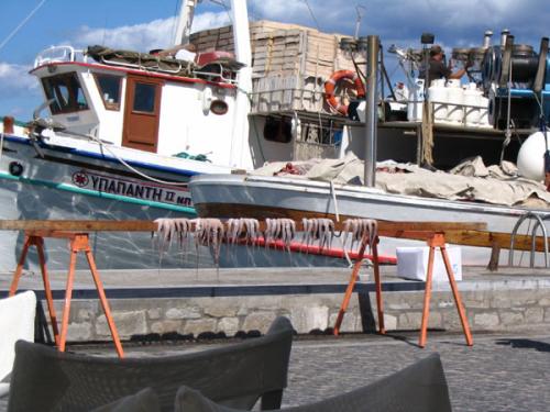 Im Hafen von Parikia (Paros) trocknet der Oktopus